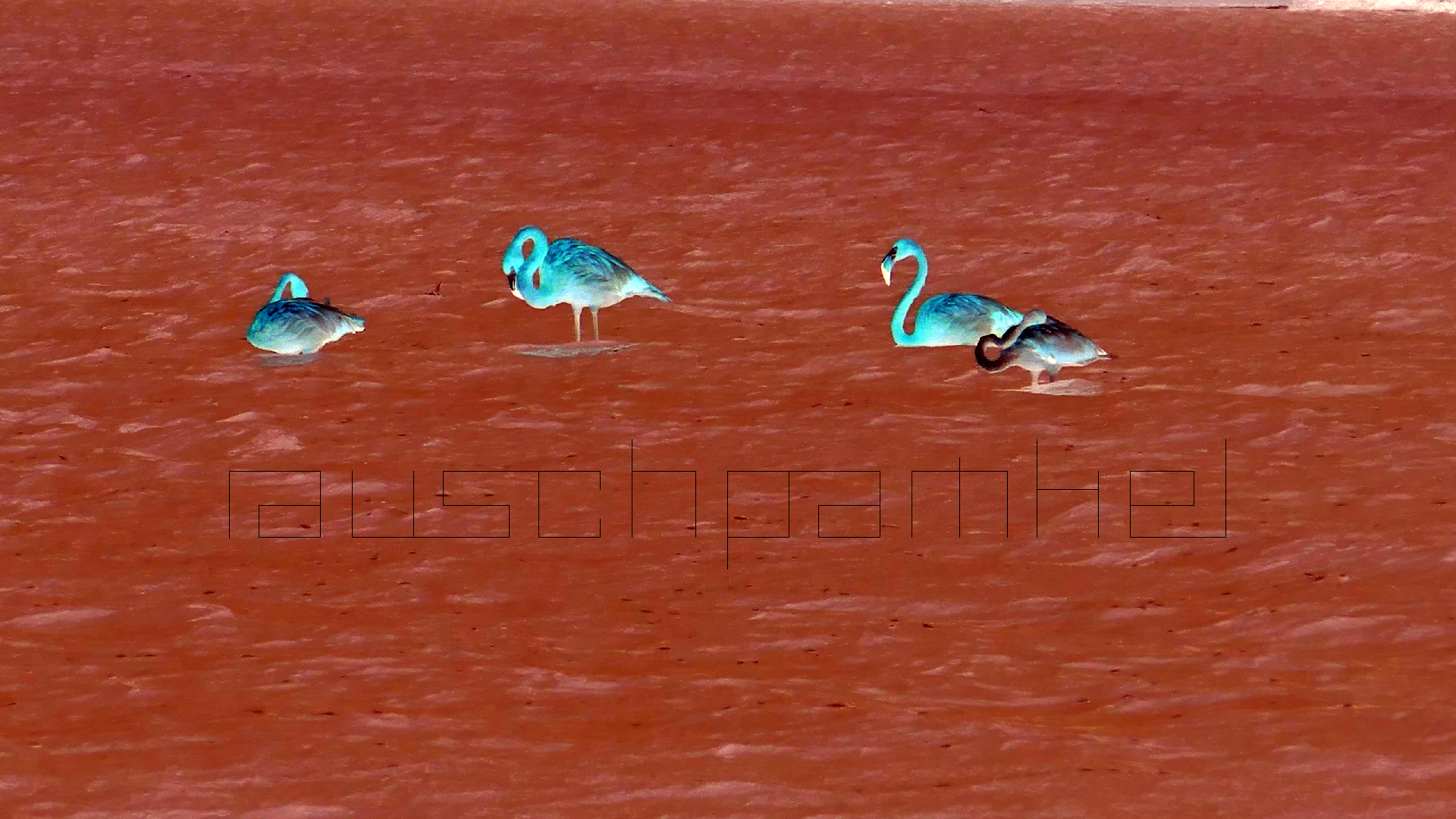 2022-04-18 Kokomo Beach und Flamingos (Foto)